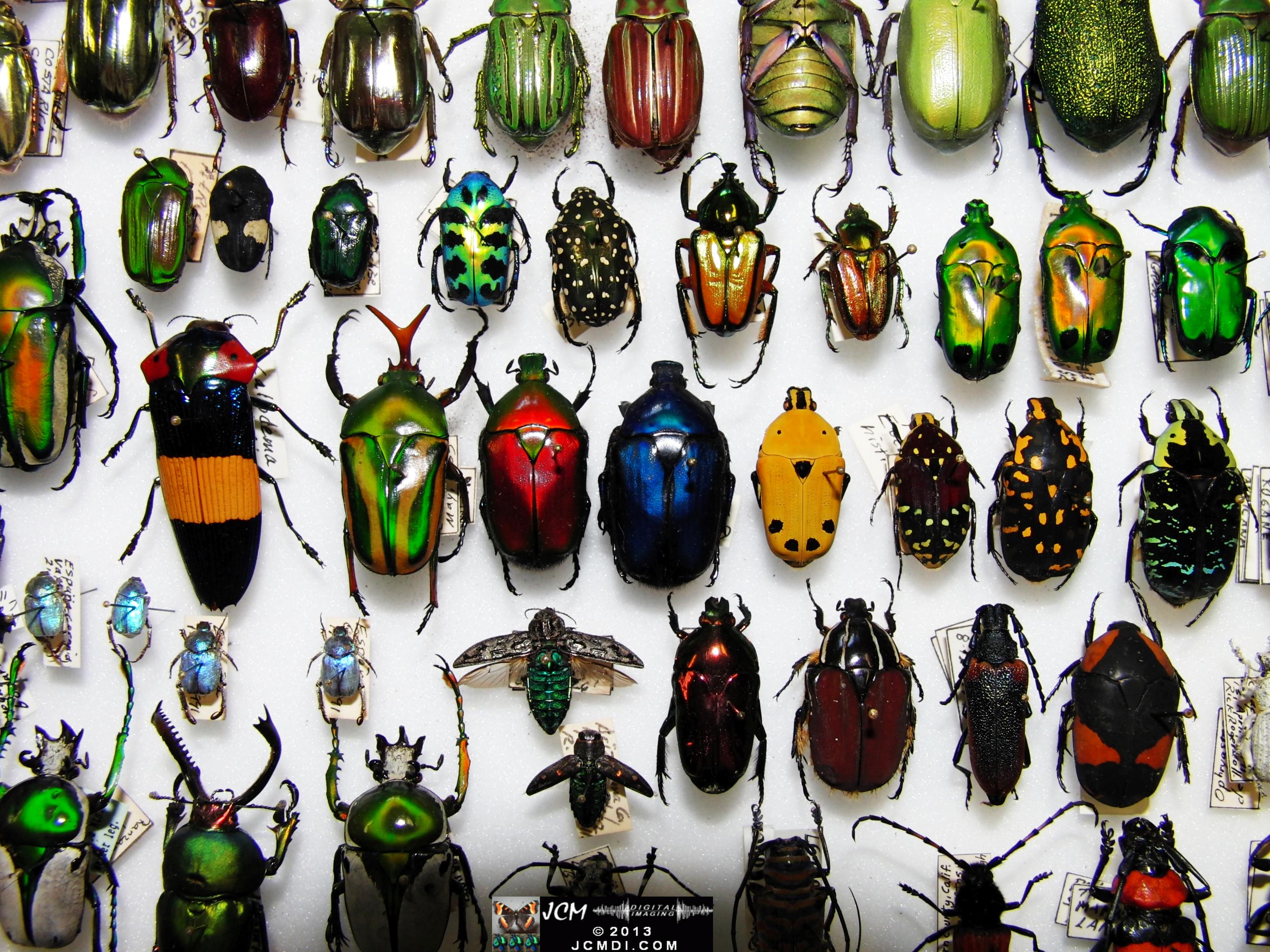 A large collection of colorful beetles 02-20-2010 